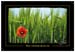 Cartes Regard'Ailleurs 06