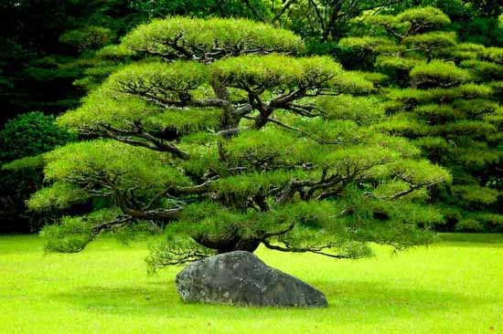 japon (13)
