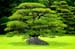 japon (13)
