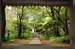 japon (20)