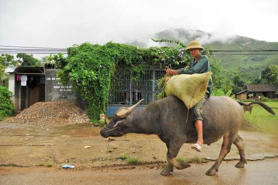 vietnam (45)